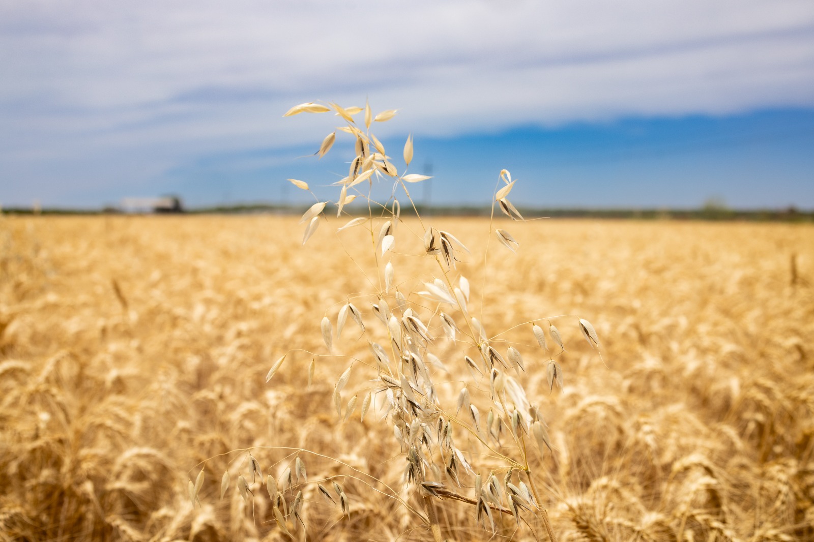 Gestiona Gobierno de Sonora el agilizar pagos a productores de trigo panificable y maíz en Sonora